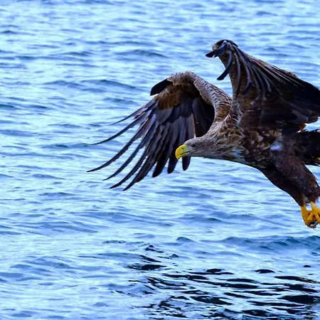 Alpstuga Atlantic Panorama Lofoten Leknes