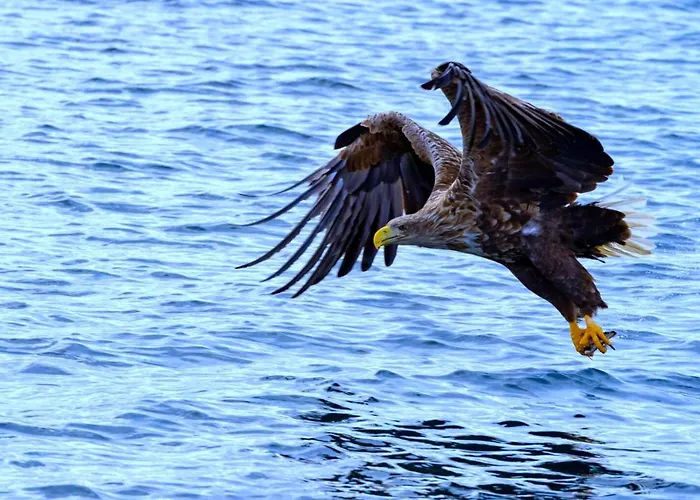 Chalé Atlantic Panorama Lofoten Leknes